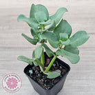 Crassula multicava