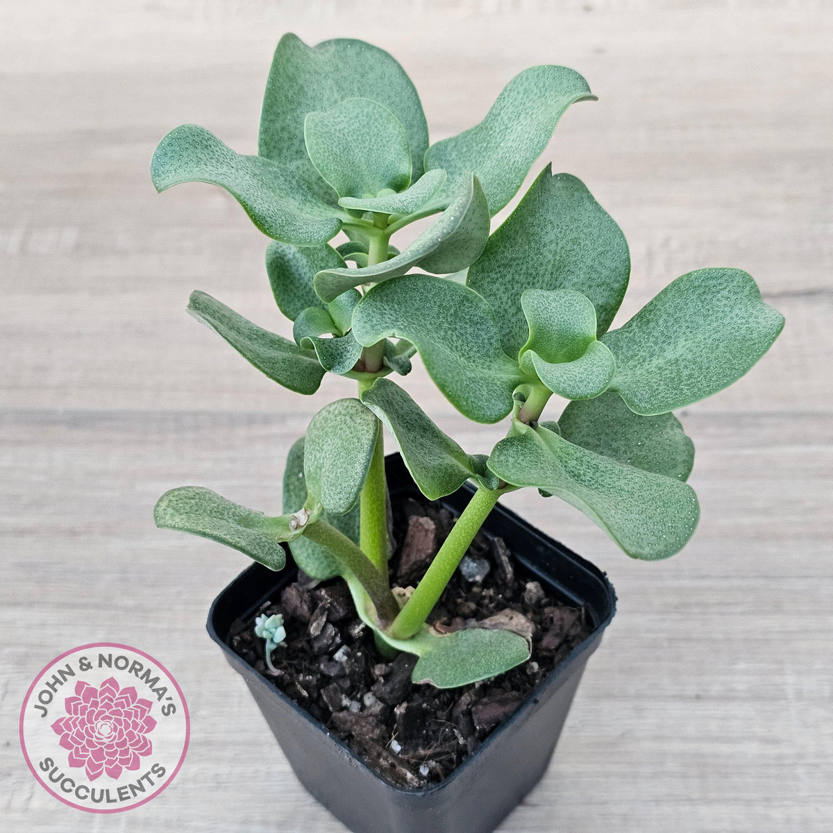 Crassula multicava