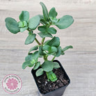 Crassula multicava