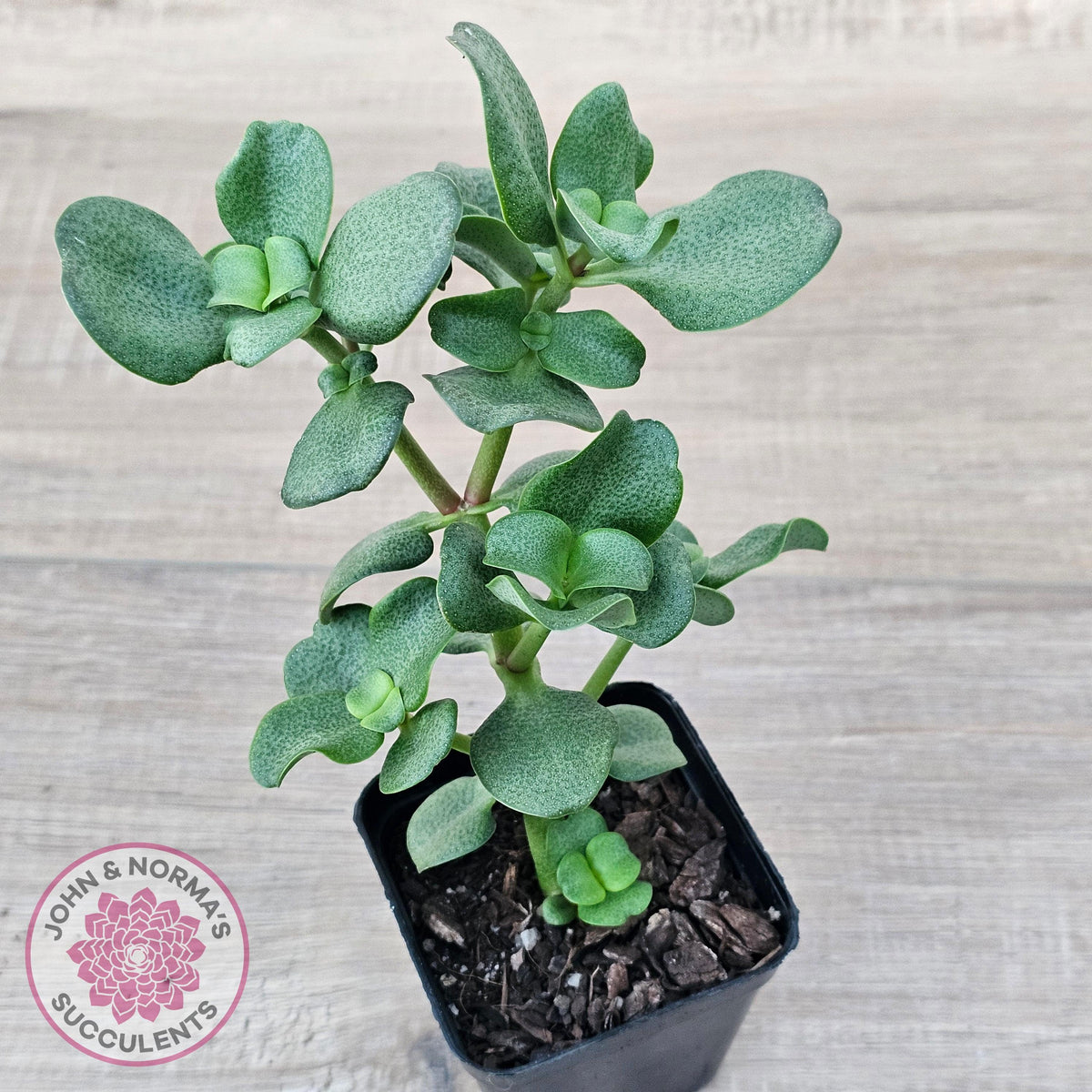 Crassula multicava