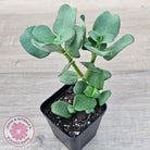 Crassula multicava