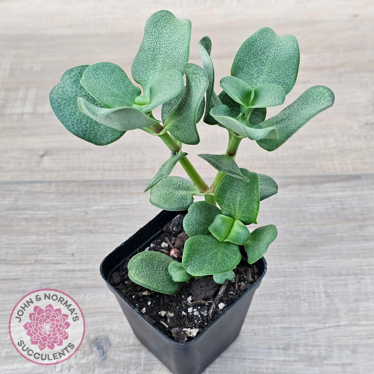 Crassula multicava