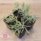 Crassula muscosa 'Green Snake'