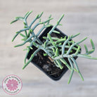 Crassula muscosa 'Green Snake'