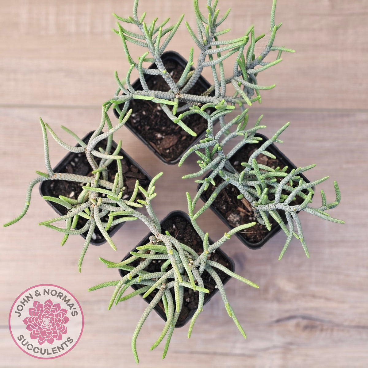 Crassula muscosa 'Green Snake'