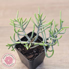 Crassula muscosa 'Green Snake'