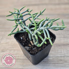 Crassula muscosa 'Green Snake'