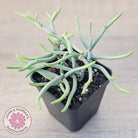 Crassula muscosa 'Green Snake'