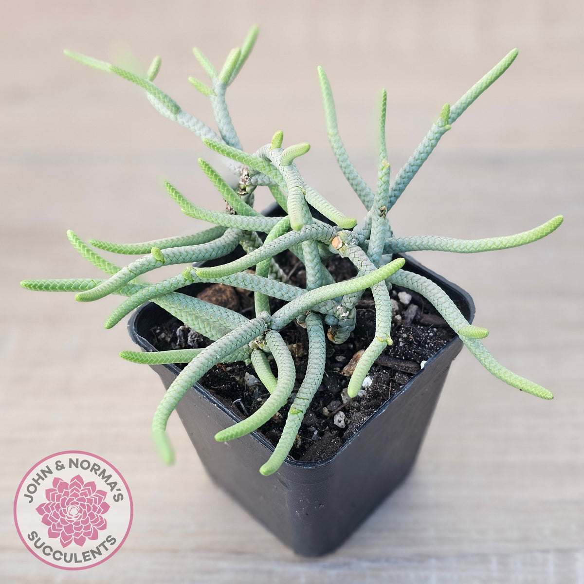 Crassula muscosa 'Green Snake'