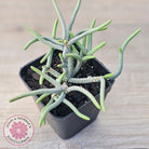 Crassula muscosa 'Green Snake'