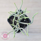 Crassula muscosa 'Green Snake'