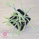Crassula muscosa 'Green Snake'