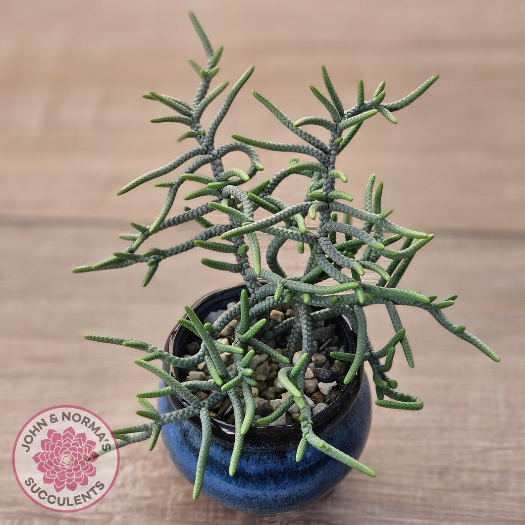 Crassula muscosa 'Green Snake'