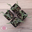 Crassula muscosa 'Green Snake'