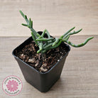 Crassula muscosa 'Green Snake'