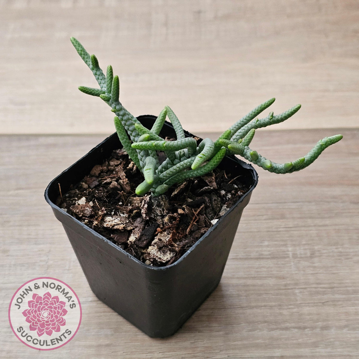 Crassula muscosa 'Green Snake'
