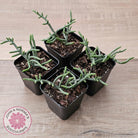 Crassula muscosa 'Green Snake'