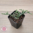 Crassula muscosa 'Green Snake'