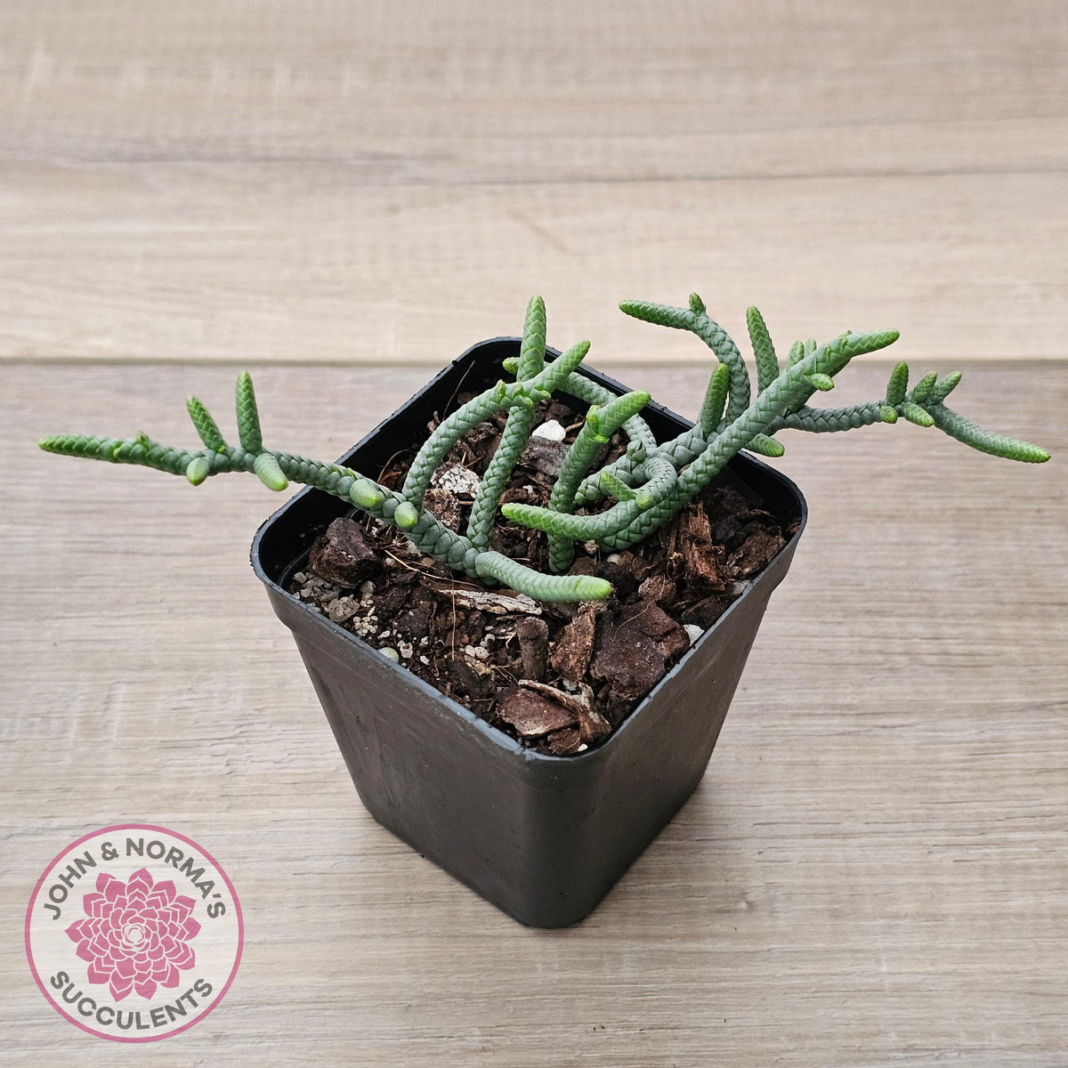 Crassula muscosa 'Green Snake'