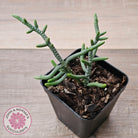 Crassula muscosa 'Green Snake'