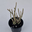 Crassula muscosa variegata