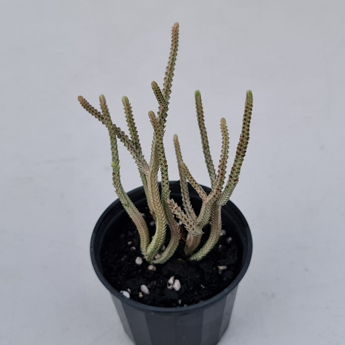 Crassula muscosa variegata