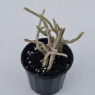 Crassula muscosa variegata