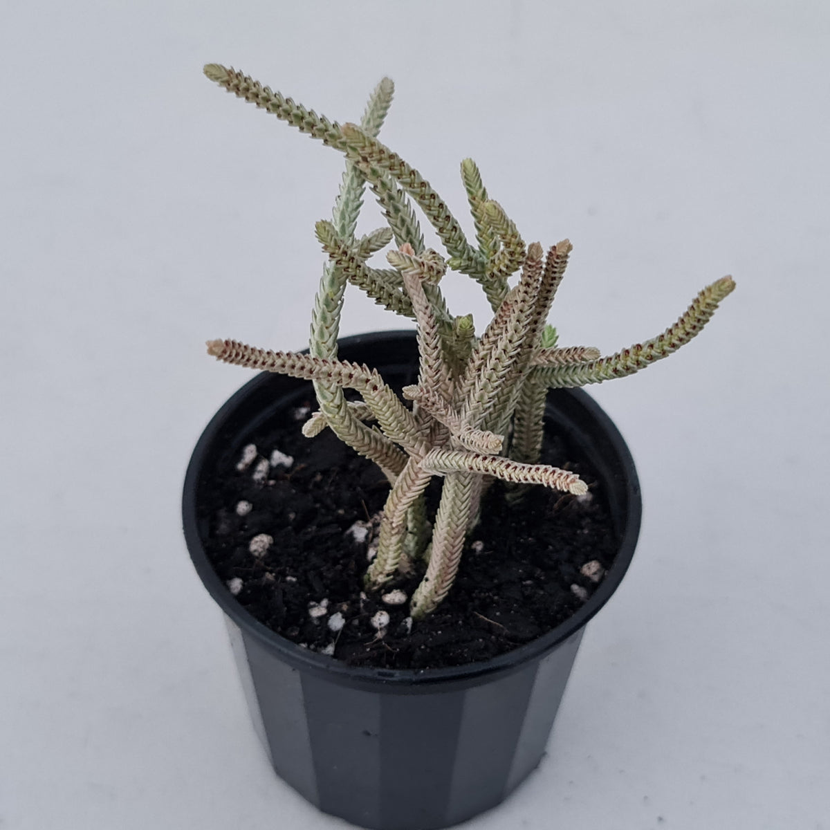 Crassula muscosa variegata