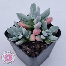 Load image into Gallery viewer, Crassula namaquensis hybrid - John &amp; Norma&#39;s Succulents Australia
