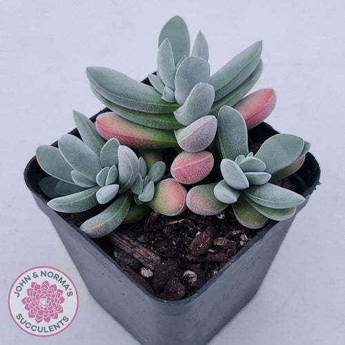 Crassula namaquensis hybrid - John & Norma's Succulents Australia