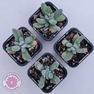 Crassula namaquensis hybrid