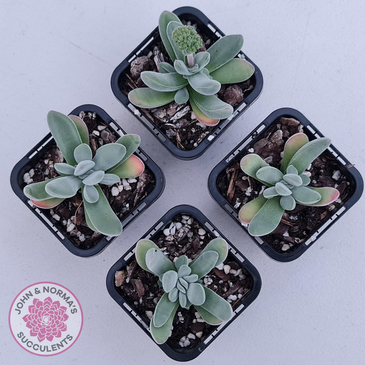Crassula namaquensis hybrid