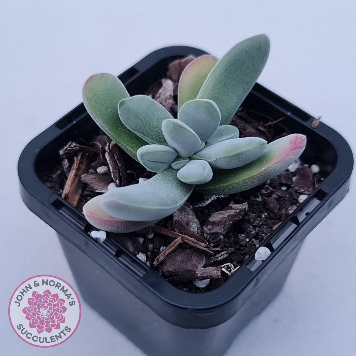 Crassula namaquensis hybrid