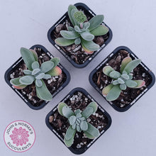 Load image into Gallery viewer, Crassula namaquensis hybrid - John &amp; Norma&#39;s Succulents Australia
