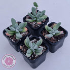 Crassula namaquensis hybrid
