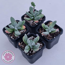 Load image into Gallery viewer, Crassula namaquensis hybrid - John &amp; Norma&#39;s Succulents Australia
