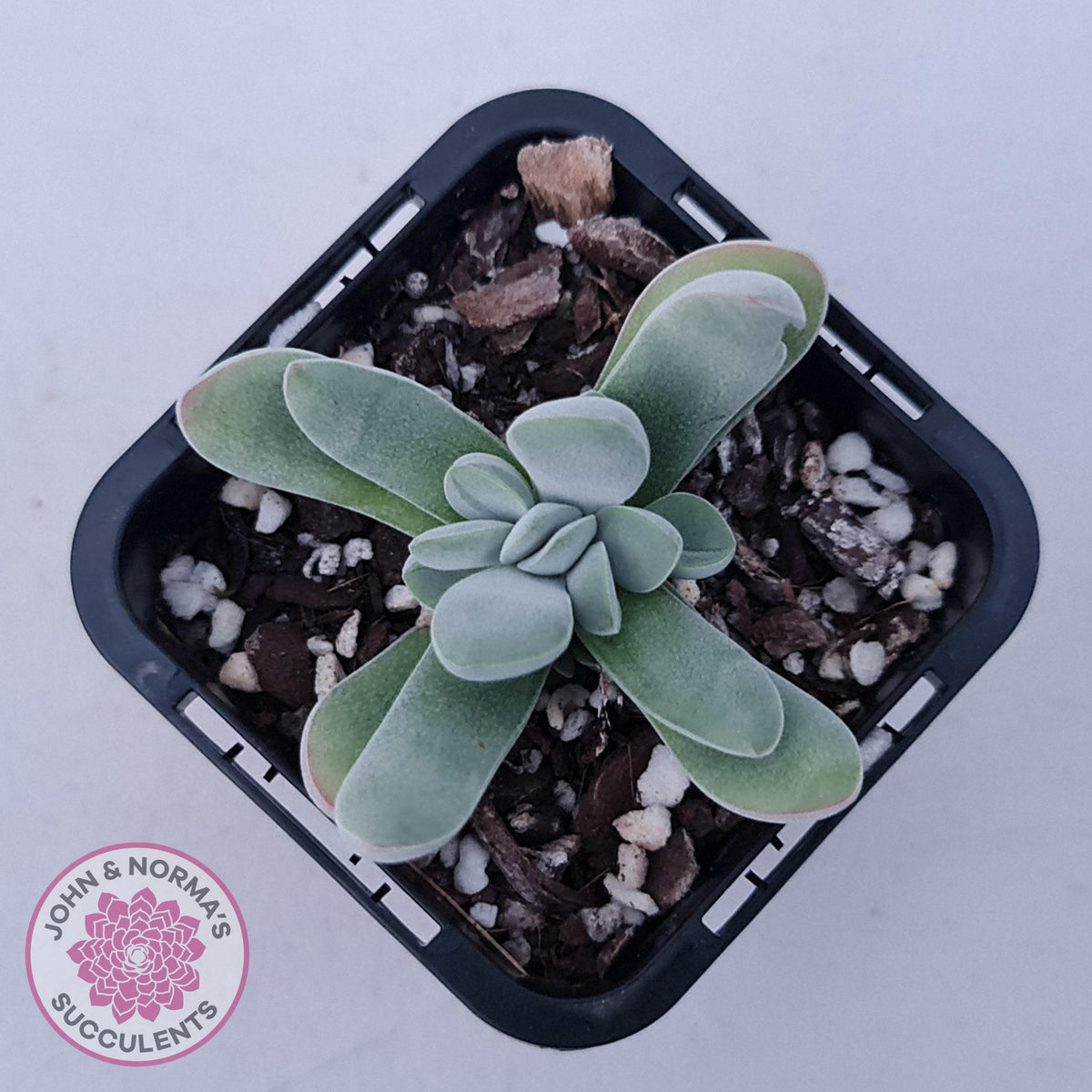 Crassula namaquensis hybrid
