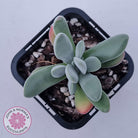Crassula namaquensis hybrid