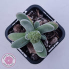 Crassula namaquensis hybrid