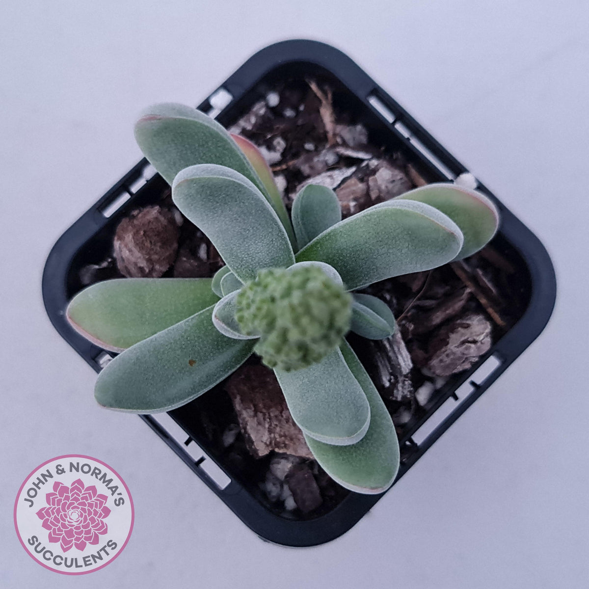 Crassula namaquensis hybrid