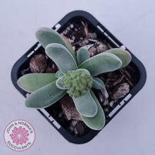 Load image into Gallery viewer, Crassula namaquensis hybrid - John &amp; Norma&#39;s Succulents Australia
