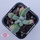 Crassula namaquensis hybrid