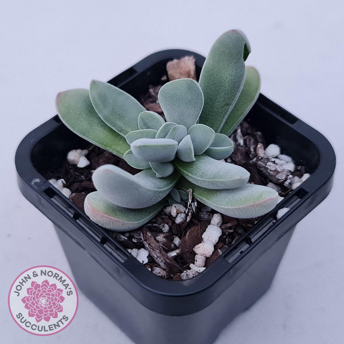 Crassula namaquensis hybrid