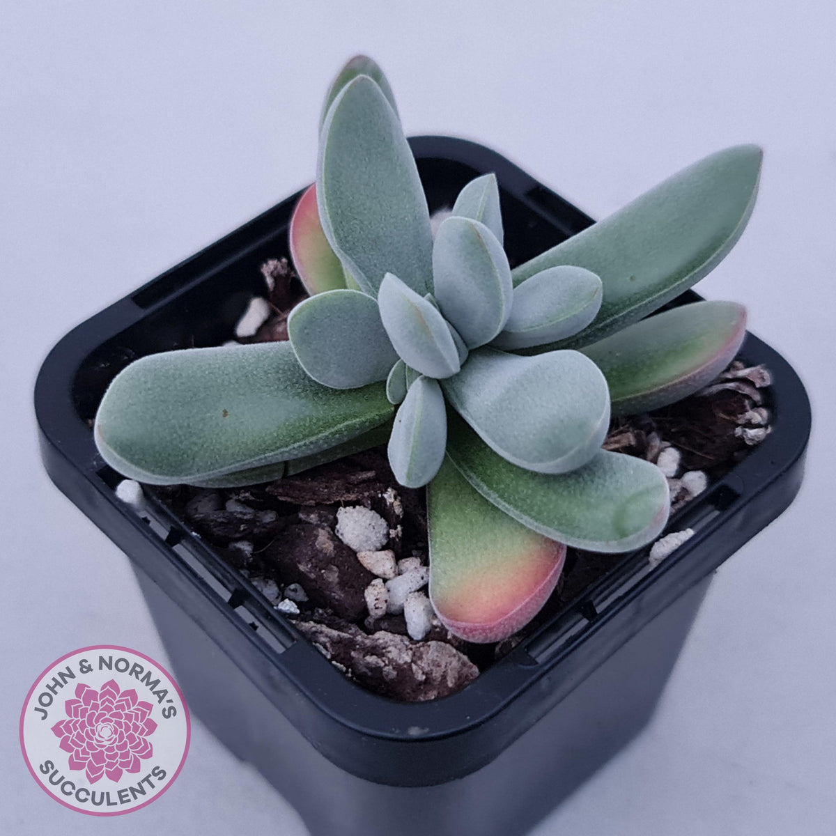 Crassula namaquensis hybrid