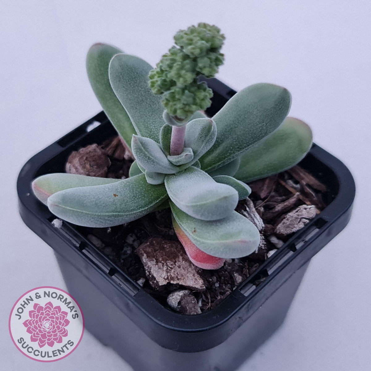 Crassula namaquensis hybrid