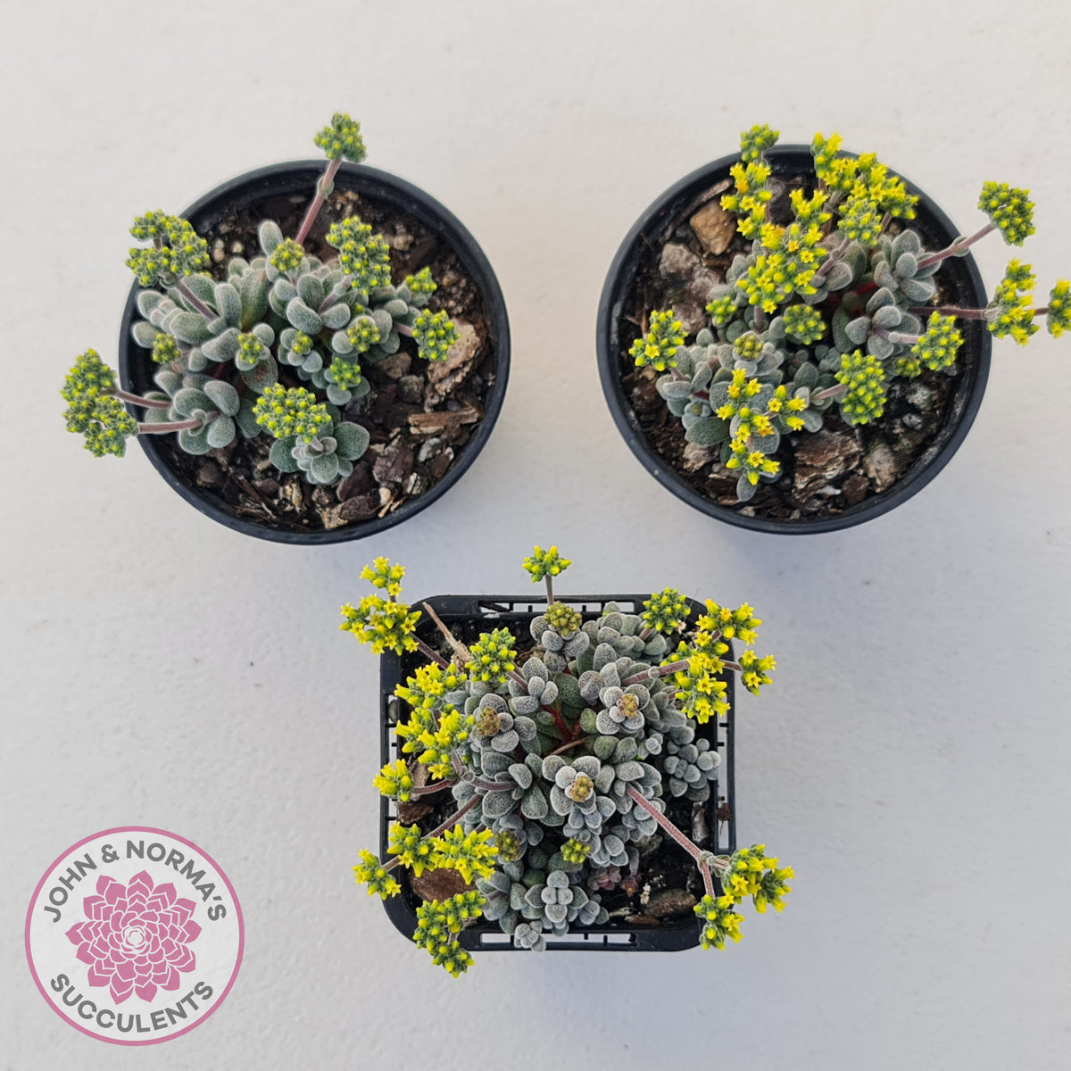Crassula namaquensis ssp. comptonii