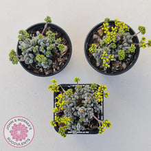 Load image into Gallery viewer, Crassula namaquensis ssp. comptonii
