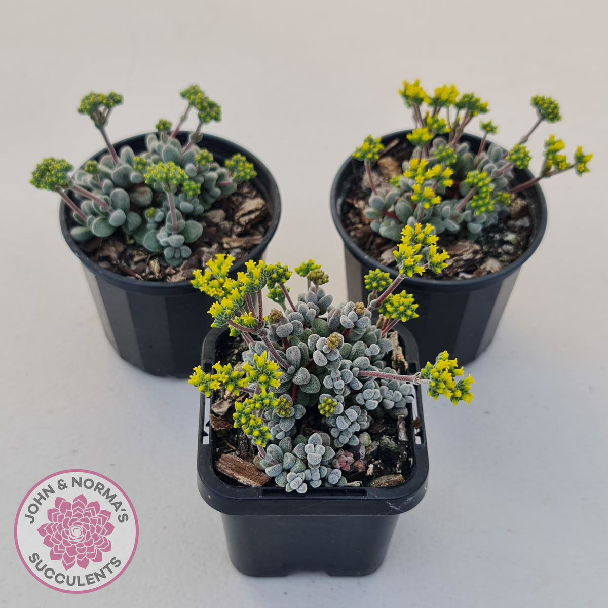 Crassula namaquensis ssp. comptonii