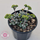 Crassula namaquensis ssp. comptonii