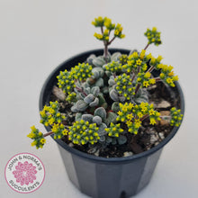 Load image into Gallery viewer, Crassula namaquensis ssp. comptonii
